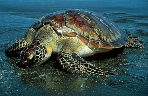 Sea Turtles in Costa Rica - Green Sea Turtle