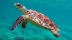 Sea Turtles in Costsa Rica - Hawksbill
