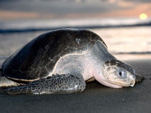 Sea Turtles in Costa Rica - Olive Ridley