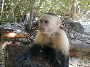 Manuel Antonio National Park Facts