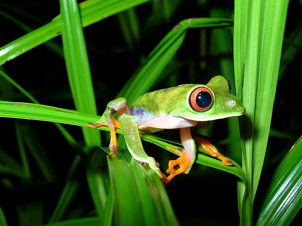 Costa Rica Rainforest Tree Frog