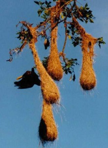 My 4 Favorite Costa Rica Birds - nest of Montezuma Oropendola