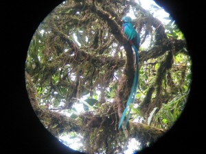 Quetzal in Monteverde Costa Rica