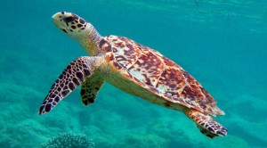 Sea Turtles in Costsa Rica - Hawksbill