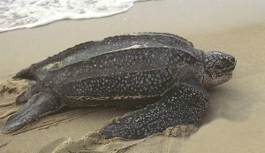 Sea Turtles in Costa Rica - Leatherback