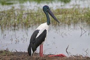 Jabiru Stork - Caño Negro