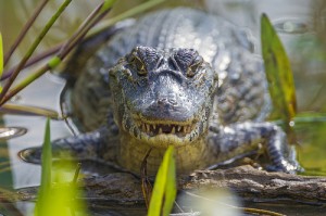 Caiman waiting for lunch